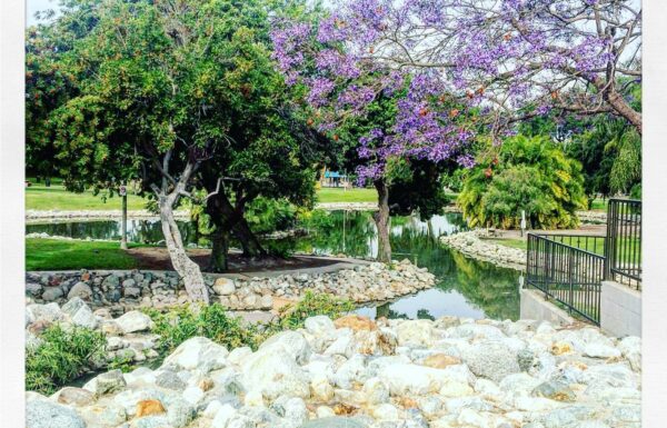 Scherer Park (Del Amo and Atlantic) in Long Beach Gallery 0